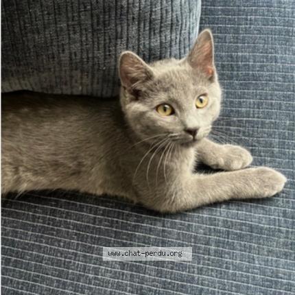 Photo 1/1 Chat retrouvé Perdu à Le Raincy