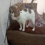 Photo de chat perdu à Bharuch