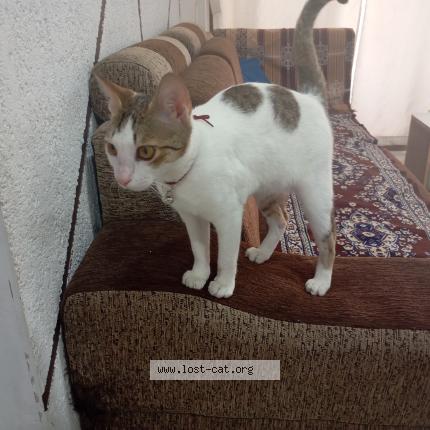 Photo 1/1 Lily Chat perdu à Bharuch