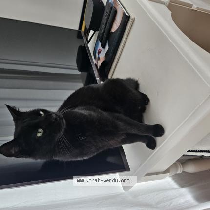 Photo 1/1 Chat retrouvé Trouvé à Nice