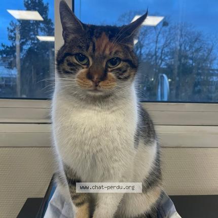 Photo de chat perdu à Compiegne