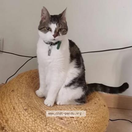 Photo 1/1 Chat retrouvé Perdu à Angers