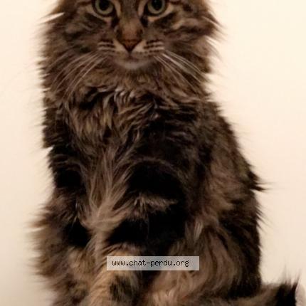 Photo 1/1 Lucky Chat perdu à Lunel