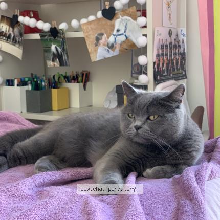 Photo 1/1 Chat retrouvé Perdu à Asnieres Sur Seine