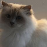 Photo de chat perdu à Orvilliers