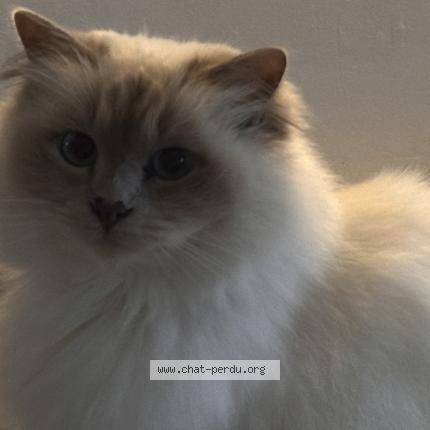 Photo 1/1 Chat retrouvé Perdu à Orvilliers