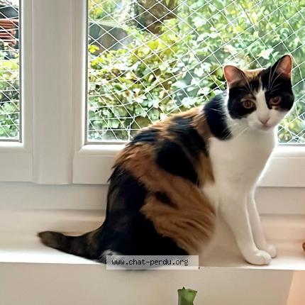 Photo de chat perdu à La Courneuve