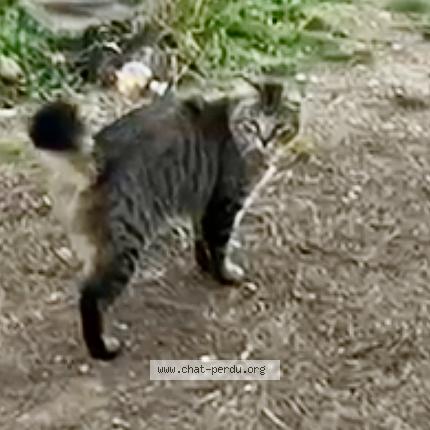 Photo 1/3 Ziggon Chat perdu à Cessenon sur orb