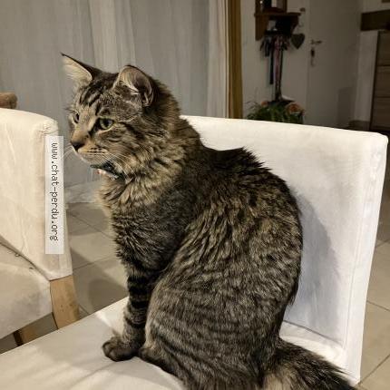 Photo 2/3 Ziggon Chat perdu à Cessenon sur orb