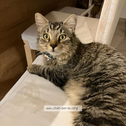 Photo 3/3 Ziggon Chat perdu à Cessenon sur orb