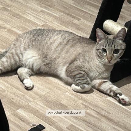Photo de chat perdu à Toulouse
