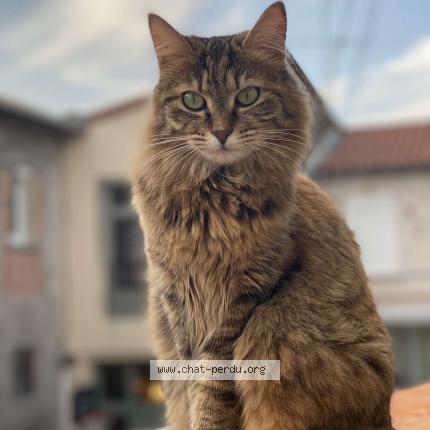 Photo 1/1 Bibi Chat perdu à Chadeleuf