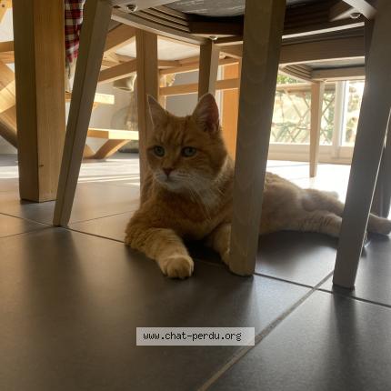 Photo de chat perdu à Avrille