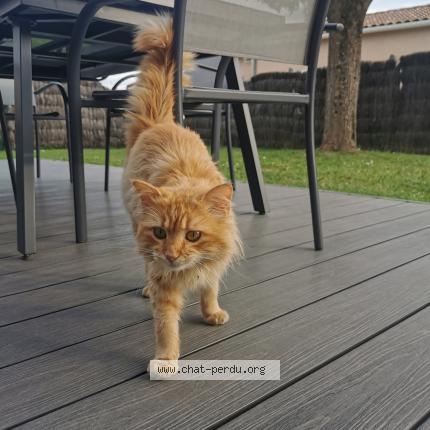 Photo 1/1 Chat retrouvé Trouvé à Marmande