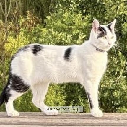Photo de chat perdu à Fay Les Nemours