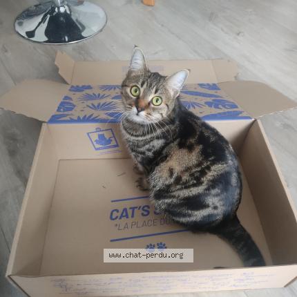 Photo de chat perdu à Angers