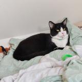 Photo de chat perdu à La Bazoge