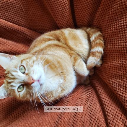 Photo de chat perdu à Givenchy En Gohelle