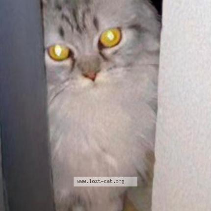 Photo 1/1 Misty Chat perdu à Islamabad