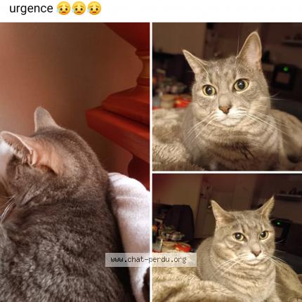 Photo de chat perdu à Eysines