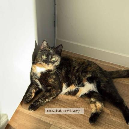 Photo 1/1 Yummy Chat perdu à Wattrelos