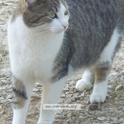 Photo 1/1 Destiné Chat perdu à Gainneville