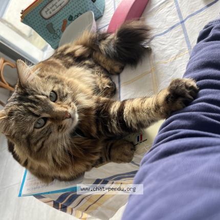 Photo de chat perdu à Issy Les Moulineaux