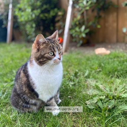 Photo 1/1 Paulka Chat perdu à La rochelle