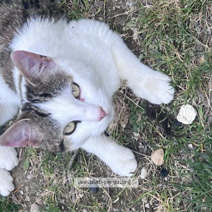 Photo 1/1 Cajou Chat perdu à Meaux