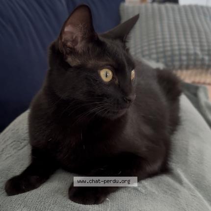 Photo 1/1 Cassy Chat perdu à Saint mammes
