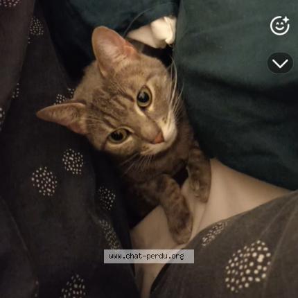 Photo 1/1 Chat retrouvé Perdu à Menneval