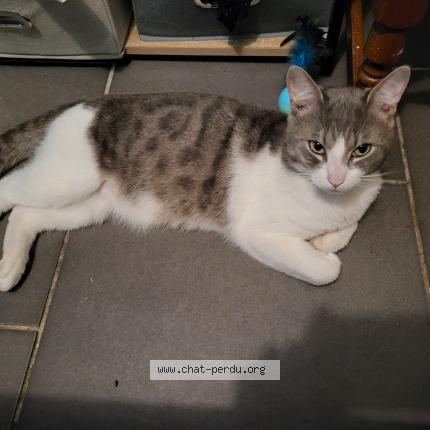 860796 Milo chat perdu à ANICHE - Chat Perdu France