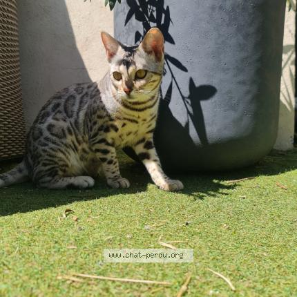Photo de chat perdu à Montpellier