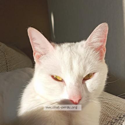 Photo 1/1 Uraya Chat perdu à La rabateliere