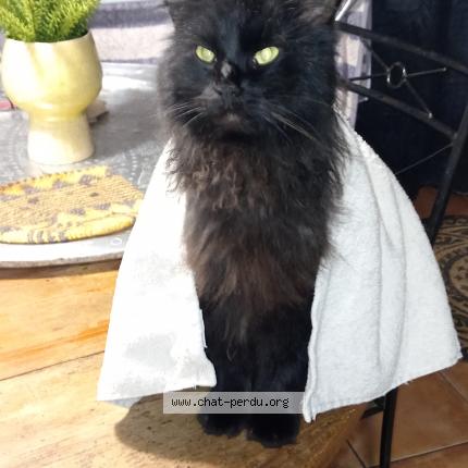 Photo 1/1 Rif Chat perdu à Chateauneuf du faou