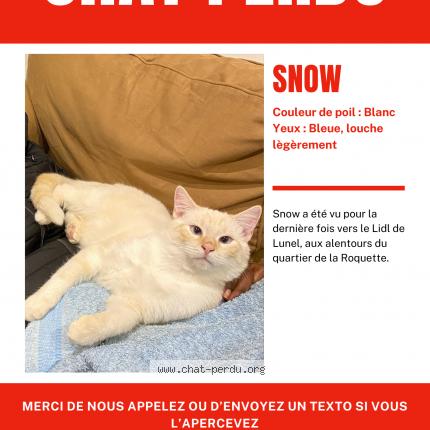 Photo 1/1 Snow Chat perdu à Lunel