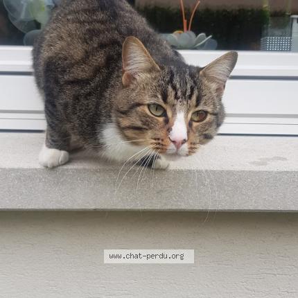 Photo de chat perdu à Saint Maur Des Fosses
