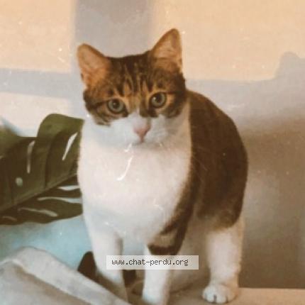 Photo 1/1 Paki Chat perdu à Toulouse