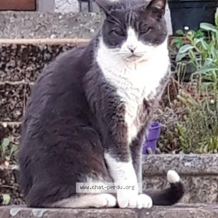 Photo de chat perdu à Orouet A Saint Jean De Monts