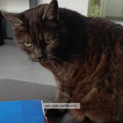 Photo 1/1 Victoria Chat perdu à Toulouse