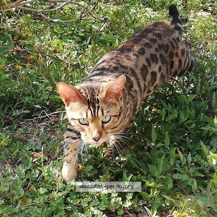 Photo de chat perdu à Hyeres