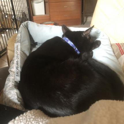Photo de chat trouvé à Saint Sauvant