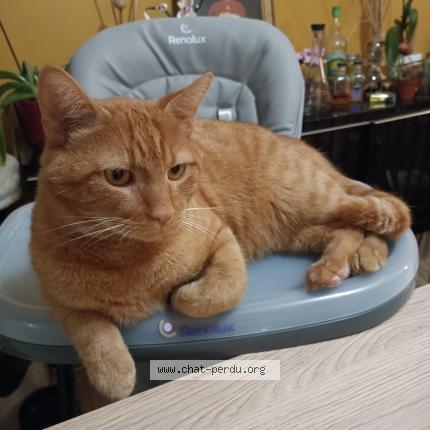 Photo de chat perdu à Brece