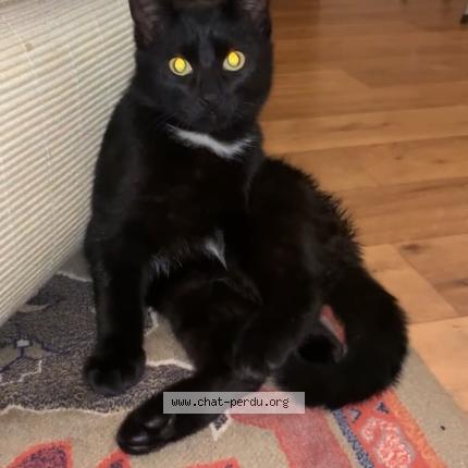 Photo 1/1 Chat retrouvé Perdu à Rennes