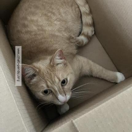 Photo de chat perdu à La Membrolle Sur Choisille