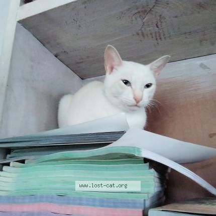 Photo 1/1 Babbu Chat perdu à Ardi village udupi district