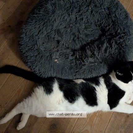 Photo de chat perdu à Puy L Eveque