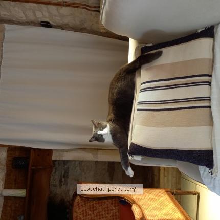 Photo 1/1 Chat retrouvé Perdu à Bordeaux