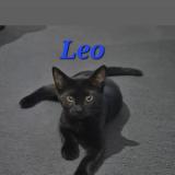 Photo de chat perdu à Royal Park