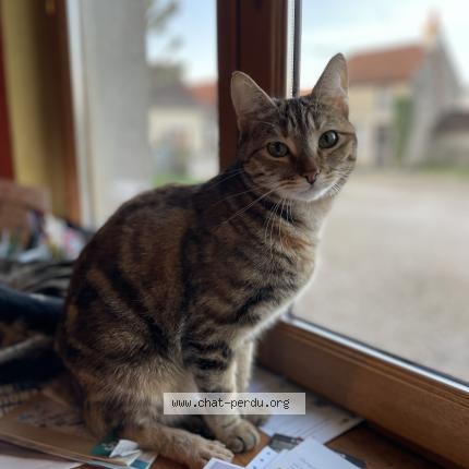 Photo de chat perdu à Quincey